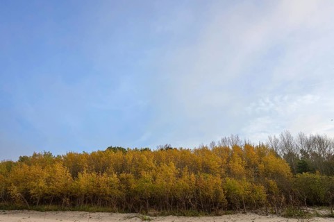 Autumnal birch stand (Betula) on the beach shore of the Baltic Sea, Mecklenburg-Western Pomerania,