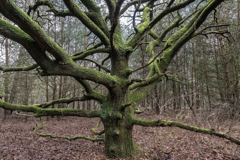 English oak (Quercus robur), Emsland, Lower Saxony, Germany, Europe
