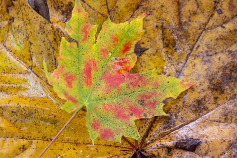 Autumn leaves of Norway maple (Acer platanoides), Emsland, Lower Saxony, Germany, Europe
