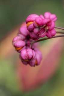 Peacock, spindle bush (Euonymus europaeus), fruit stand, Emsland, Lower Saxony, Germany, Europe