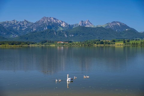 Hoeckerschwan (Cygnus olor), swan family, mother with young, Hopfensee, near Fuessen, Ostallgaeu,