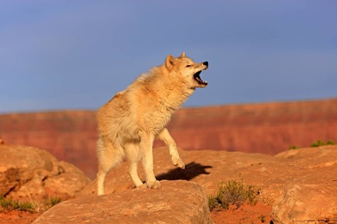 Wolf, (Canis lupus), adult, howling, rock, stone, Monument Valley, Utah, USA, North America