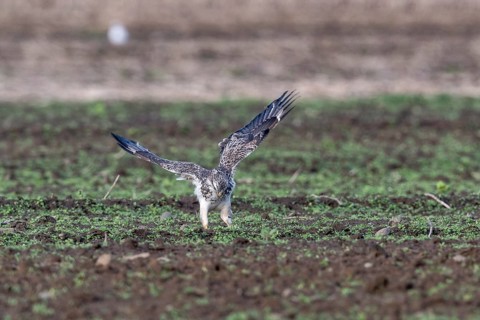 Common buzzard (Buteo buteo), Emsland, Lower Saxony, Germany, Europe