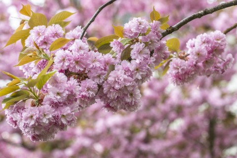 Japanese flowering cherry (Prunus serrulata Kanzan), Emsland, Lower Saxony, Germany, Europe