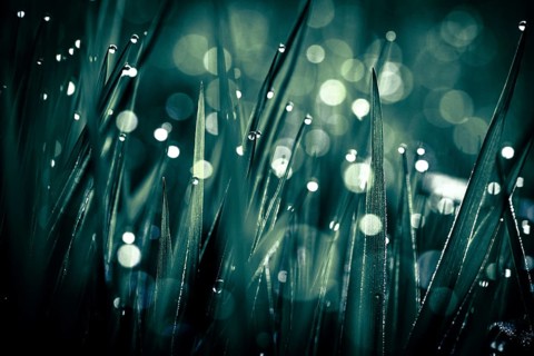 Blades of grass in detail with dewdrops, Mindelheim, Bavaria, Germany, Europe
