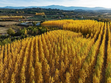 European Aspen (Populus tremula) in autumnal colours. Cultivated for timber. Aerial view. Drone