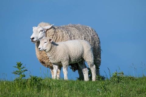 Ewe with lamb on the dyke, Hauke-Haien-Koog, North Frisia, Schleswig-Holstein, Germany, Europe