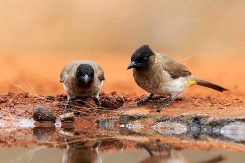 Grey bulbul (Pycnonotus barbatus), adult, pair, at the water, drinking, Kruger National Park,