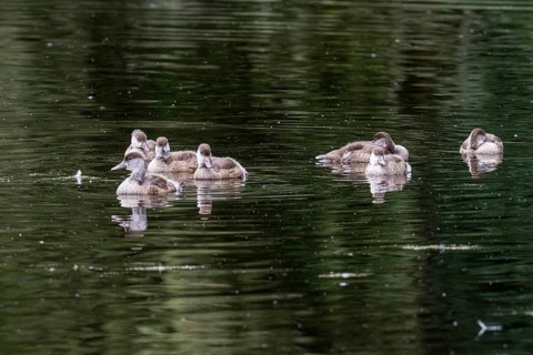 Young red-crested pochards (Netta rufina), Baden-Württemberg, Germany, Europe