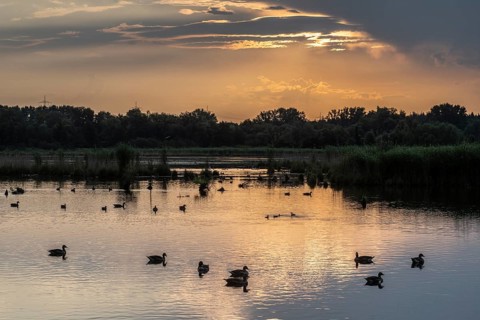 Sunrise in the Wagbachniederung, Baden-Württemberg, Germany, Europe