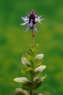 Piss-off plant (Plectranthus ornatus), cat repellent, flowering, Elllerstadt, Germany, Europe