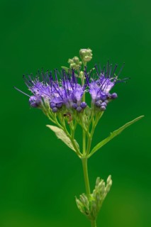 Clandon caryopteris (caryopteris x clandonensis), flower, flowering, Germany, Europe