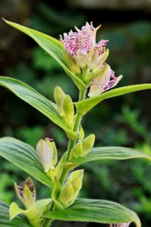 Bristly toad lily (Tricyrtis hirta), flowering, flower, Ellerstadt, Germany, Europe