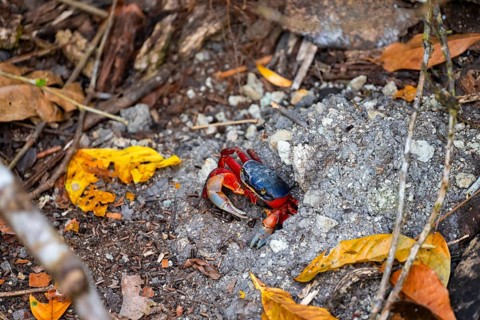 Harlequin crab (Cardisoma armatum), Manuel Antonio National Park, Puntarenas district, Costa Rica,