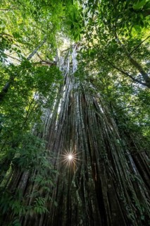Hanging roots of a giant strangler fig (Ficus americana), looking upwards, sun star in the