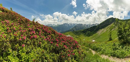 Alpine rose blossom, panorama from the Fellhorn over the Schlappoldsee and mountain station of the