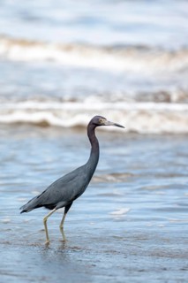 Little blue heron (Egretta caerulea), walking on the beach in the water, Corcovado National Park,
