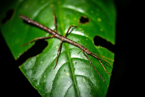 Stick insect (Phasmatodea) sitting on a leaf, at night in the tropical rainforest, Refugio Nacional