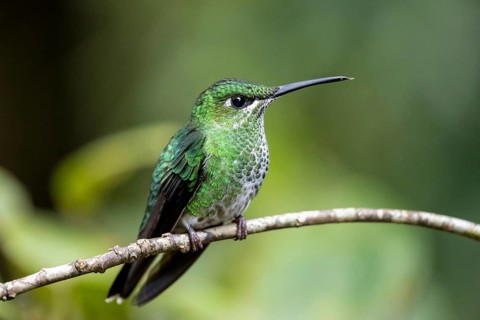 Green-crowned brilliant (Heliodoxa jacula), adult female sitting on a branch, Monteverde Cloud