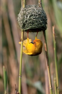Eastern golden weaver (Ploceus subaureus), adult, male, at the nest, mating, Saint Lucia Estuary,