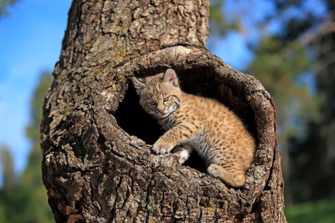 Lynx (Lynx rufus), young animal, at the den, tree, eight weeks old, Montana, USA, North America