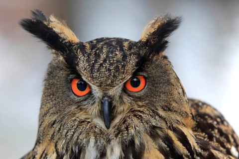 Eurasian Eagle-owl (Bubo bubo), adult portrait in winter, Zdarske Vrchy, Bohemian-Moravian
