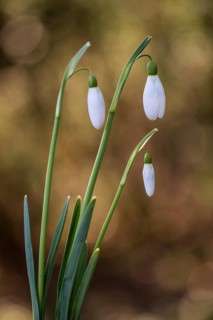 Snowdrop (Galanthus nivalis Magnet), Emsland, Lower Saxony, Germany, Europe