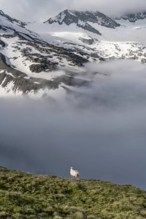 Sheep on a mountain meadow in front of a mountain landscape, high fog in the valley, behind