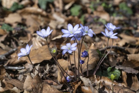 Liverwort (Hepatica nobilis), North Rhine-Westphalia, Germany, Europe