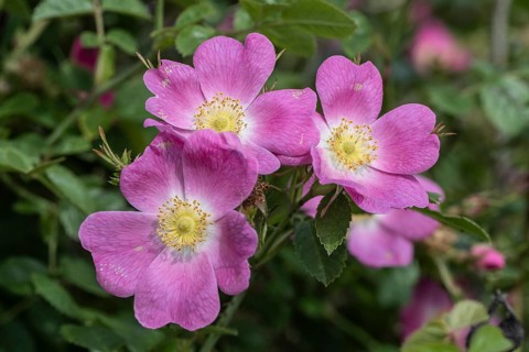 Sweet briar (Rosa rubiginosa), Mecklenburg-Western Pomerania, Germany, Europe
