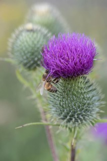 Honey bee (Apis mellifera) on creeping thistle (Cirsium hydrophilum), Emsland, Lower Saxony,