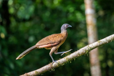 Grey-headed guan (ortalis cinereiceps), bird sitting on a branch, Heredia province, Costa Rica,