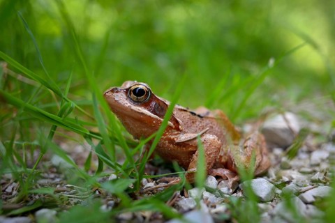 Agile frog (Rana dalmatina) in the grass, Chiemgau, Bavaria, Germany, Europe