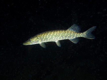 A pike (Esox lucius) swimming in a nocturnal underwater scene, dive site Wildsau, Berlingen, Lake