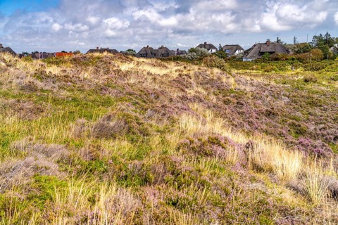 Blooming heath landscape and thatched roof houses near Kampen, island of Sylt, North Friesland