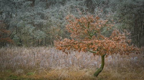 View of young oak tree growing at the edge of the forest with frozen hoarfrost, landscape photo,
