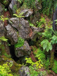Dense vegetation between rocks in the Felsenmeer nature reserve, near Hemer in the Sauerland region