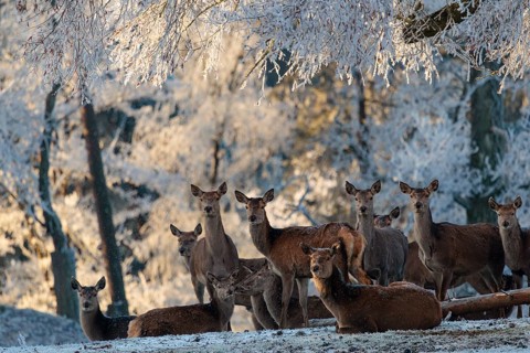 A herd of female red deer (Cervus elaphus) stands against the light in a meadow covered in