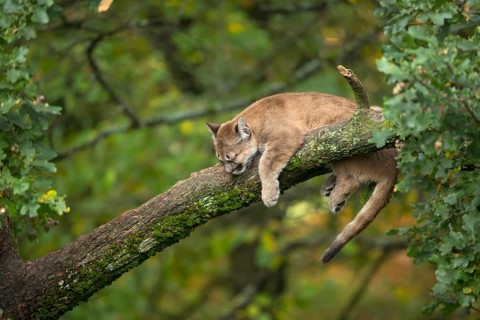 One young cougar, Puma concolor, resting on a big branch high up in an oak tree