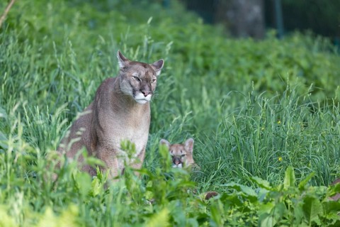 One female cougar, Puma concolor, sitting in a green meadow with a kitten right of her