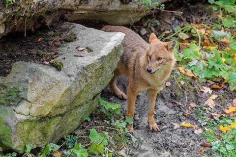 A golden jackal (Canis aureus) stands behind a rock under a rotting tree