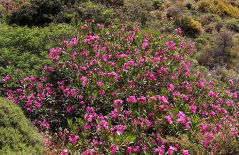 Oleander bush, Sarella peninsula near Plakias, south coast, Crete, Greece, Europe