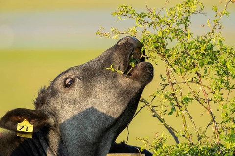 Domestic cattle or cow (Bos taurus) adult farm animal eating a wild rose bush in a hedgerow,