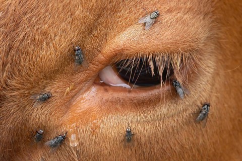 Domestic cattle or cow (Bos taurus) adult farm animal close up of its eye with flies around it,
