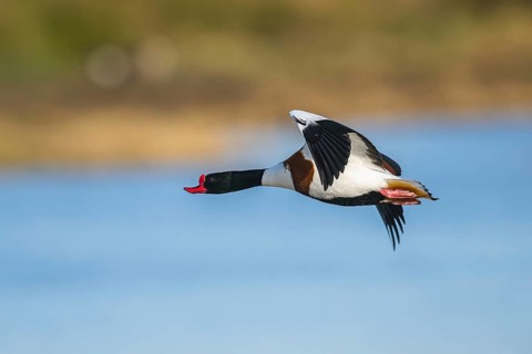 Common Shelduck, Tadorna tadorna, bird in flight over winter marshes