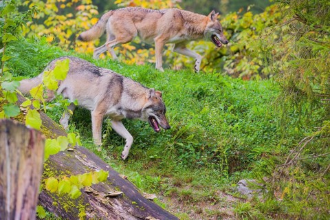 Two adult male Eurasian gray wolves (Canis lupus lupus) wolves running down a hill. Fall foliage in
