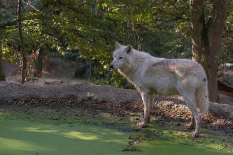 One Arctic wolf (Canis lupus arctos) standing in a small forest opening with a little pond covered