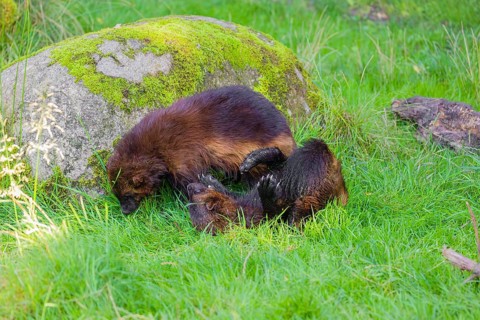 Two wolverine (Gulo gulo) play with each other on a green meadow in front of a rock