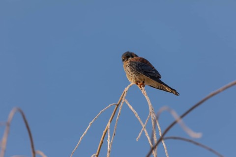 One American kestrel (Falco sparverius) sitting on a twig in early morning light with a blue sky in