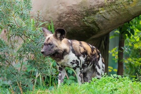 African wild dog, Lycaon pictus, running through the green vegetation